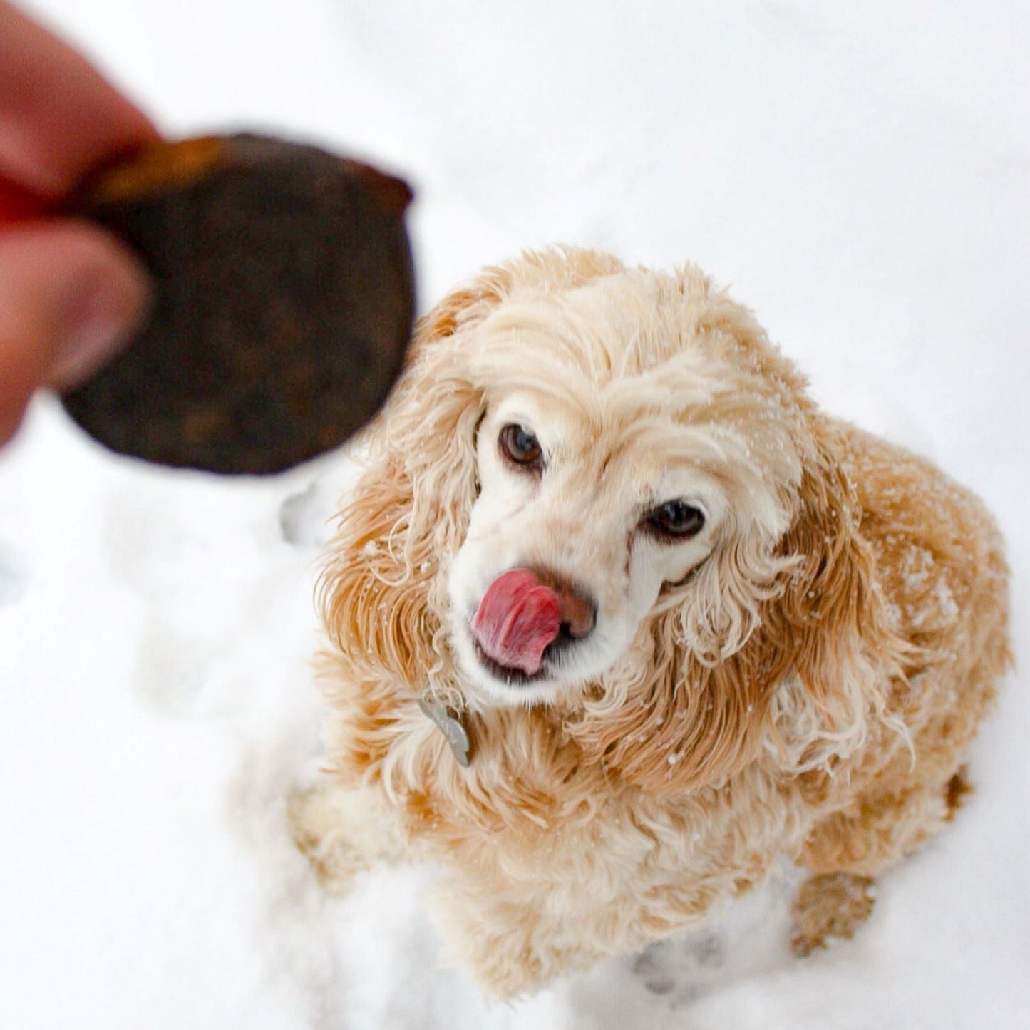 Jack's Premium Protein Patty