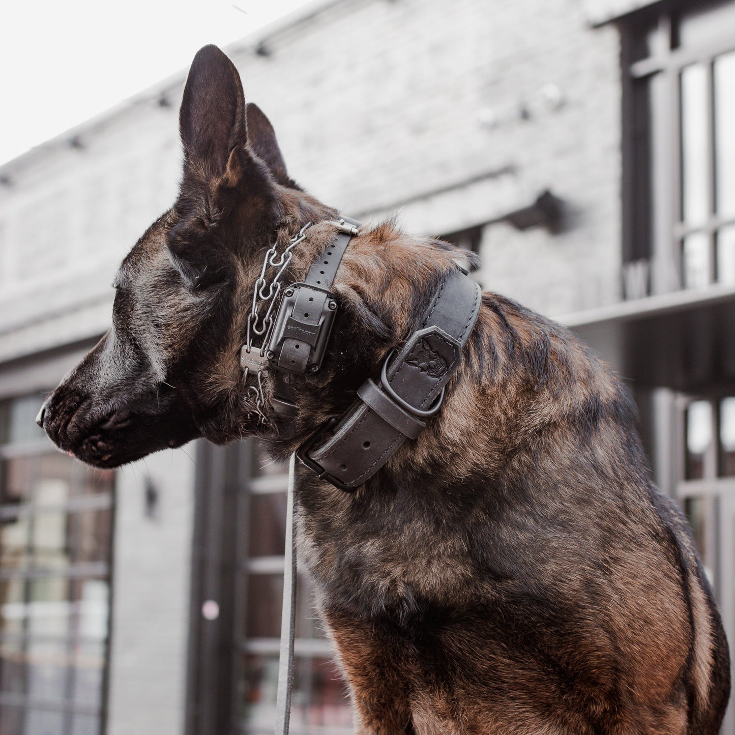 The Golden Ranch 1.5" Black Latigo Collar