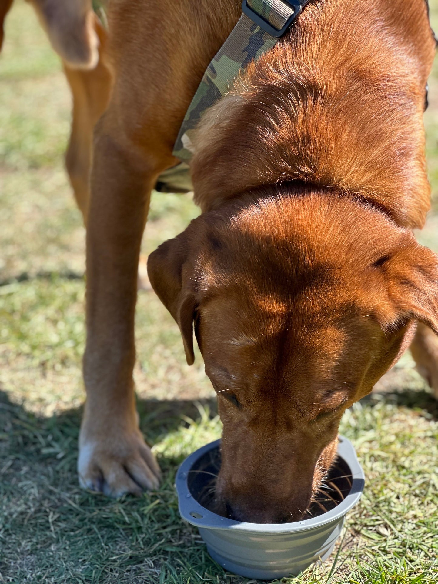 Kiloniner CB1 Collapsible Dog Bowl