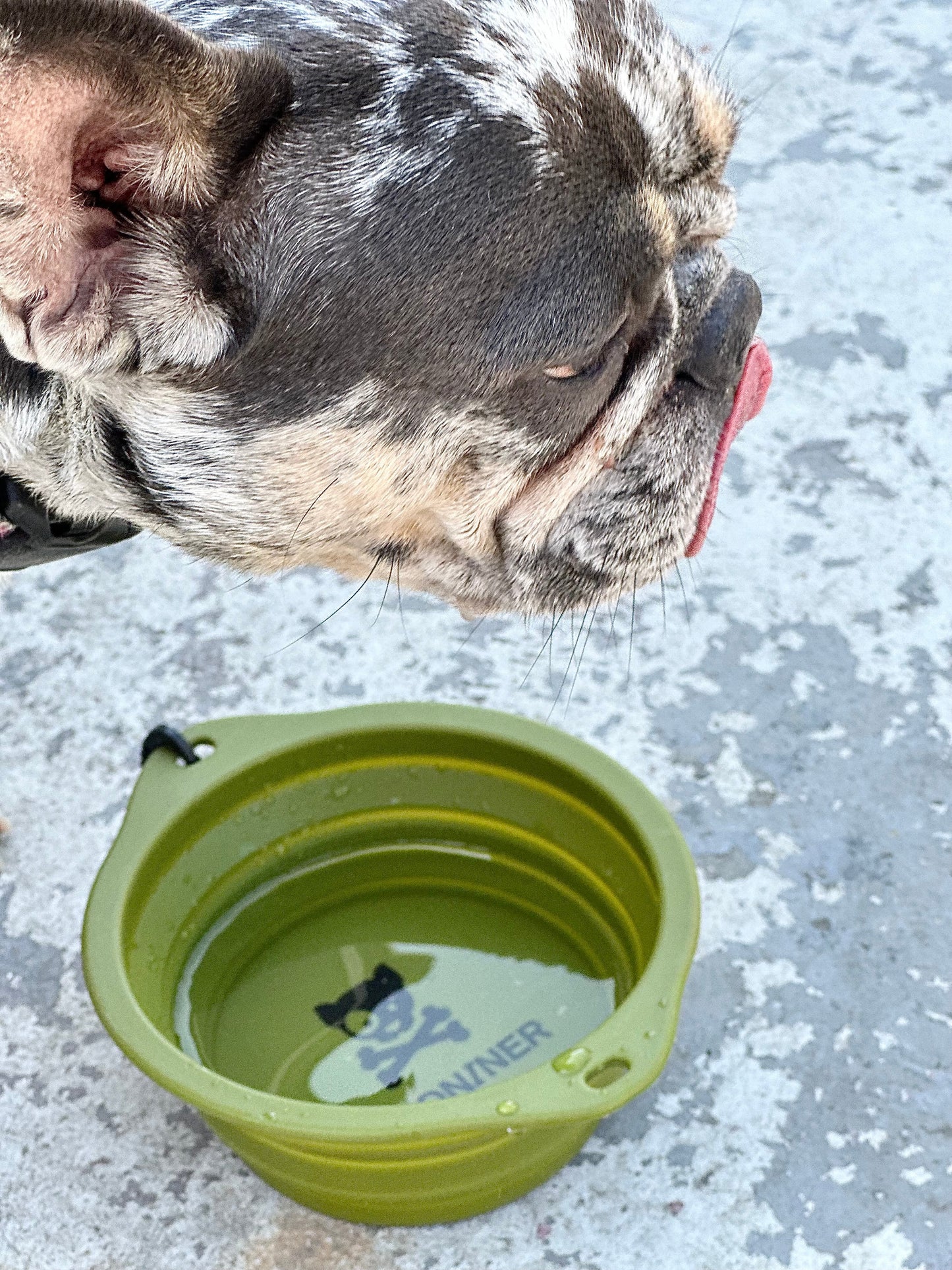 Kiloniner CB1 Collapsible Dog Bowl