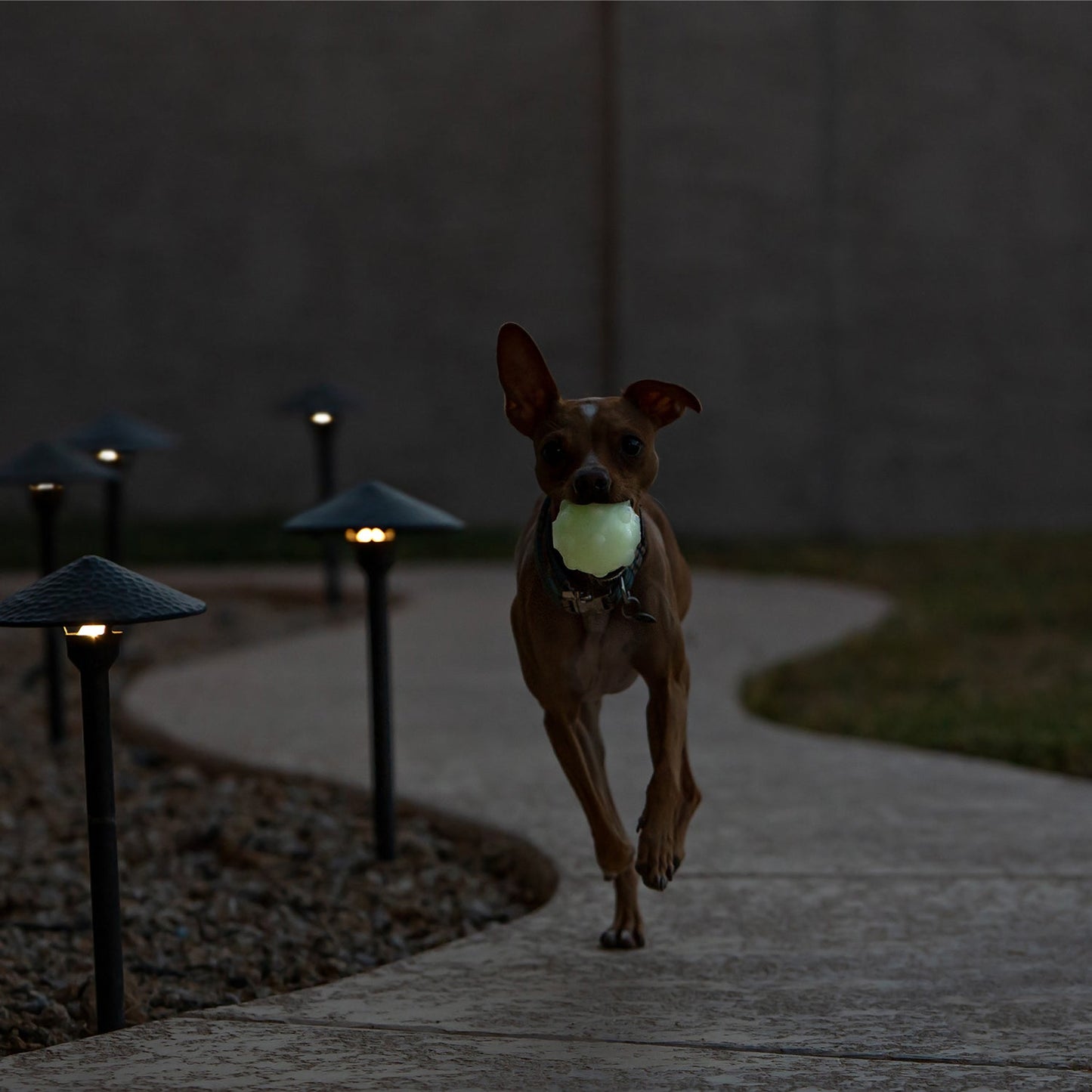 Jolly Pets Jolly Jumper