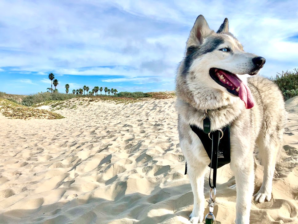 DUO 'DIRECT' No Pull Dog Harness