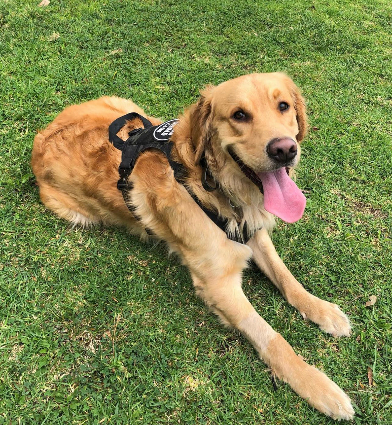 Kiloniner K9R - M1 LightSpeed Harness Large