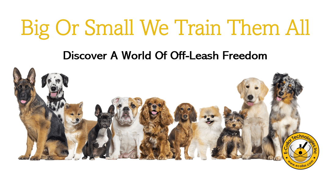 BIG OR SMALL MULTI DOG BANNER 3X5