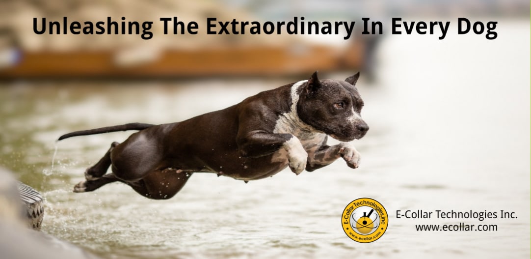 PITBULL BANNER (IN WATER) 3X5