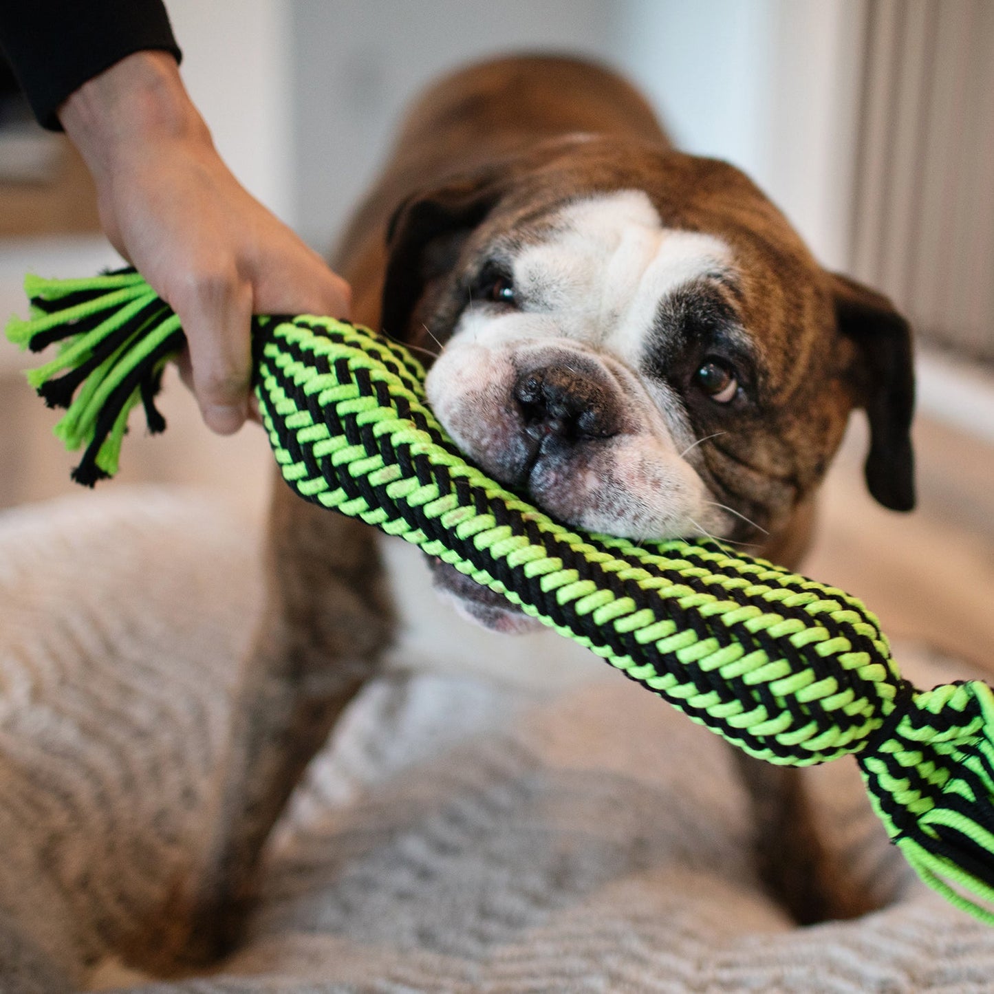 Jolly Pets Knot-n-Chew