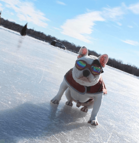 K9 Sport Sack K9 Sport Shades - Dog Goggles