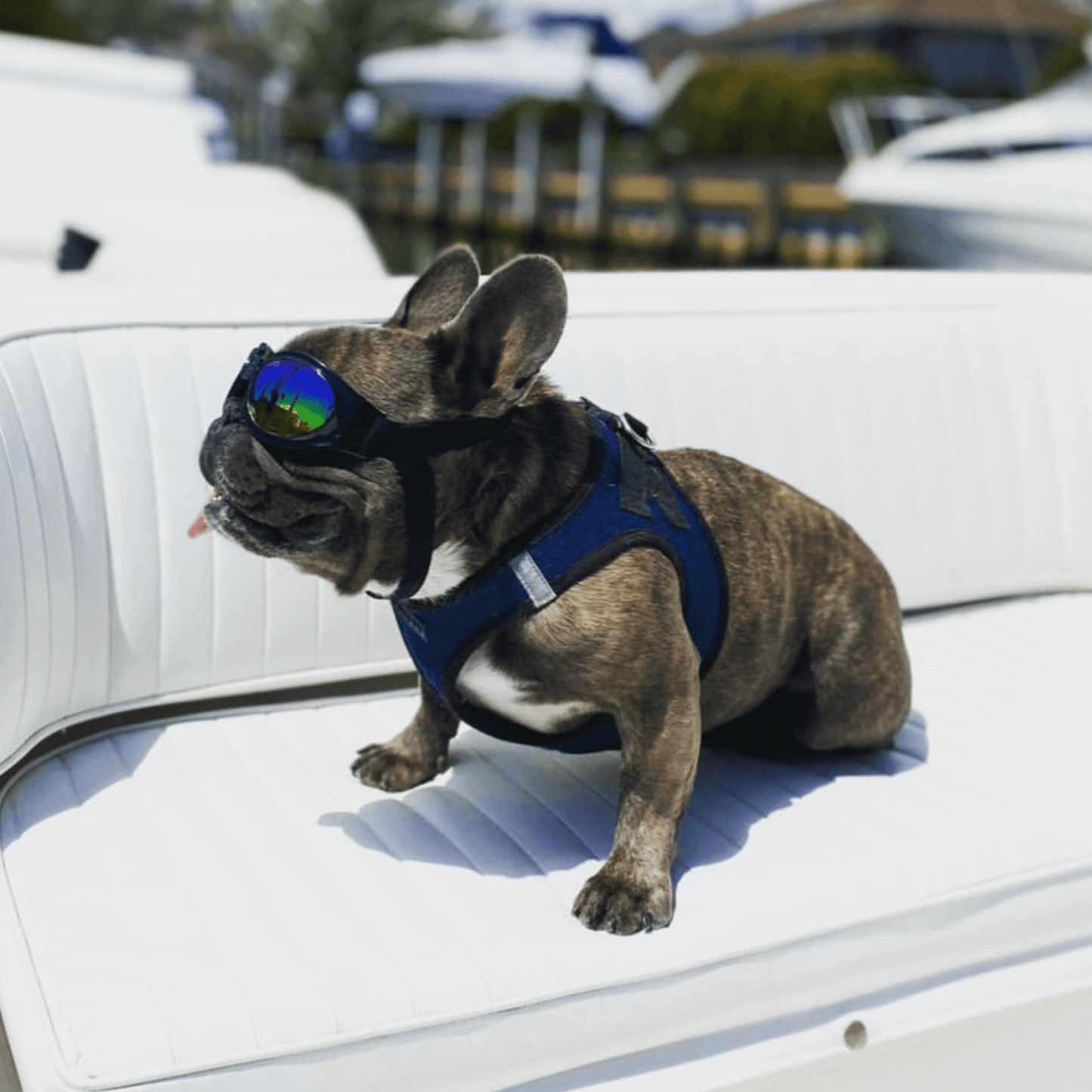 K9 Sport Sack K9 Sport Shades - Dog Goggles
