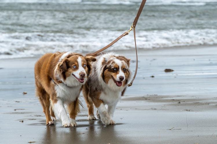 Whiskey Leather Works Full Leather Dog Leash