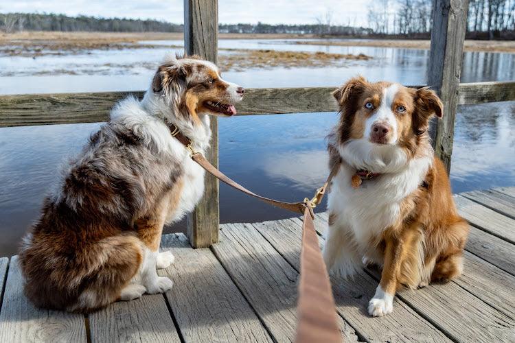 Whiskey Leather Works Full Leather Dog Leash