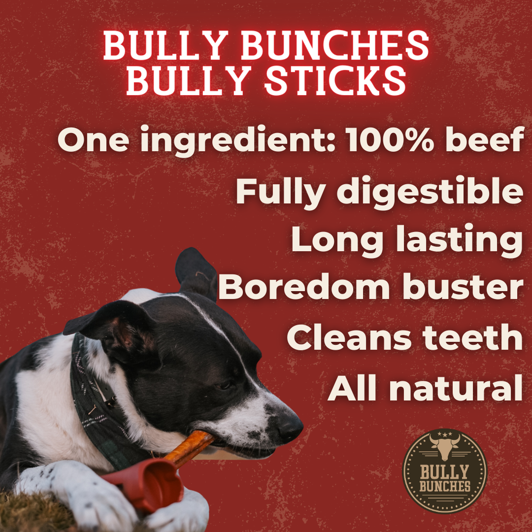 Bully Bunches 6 Inch Jumbo Braided Bully Stick