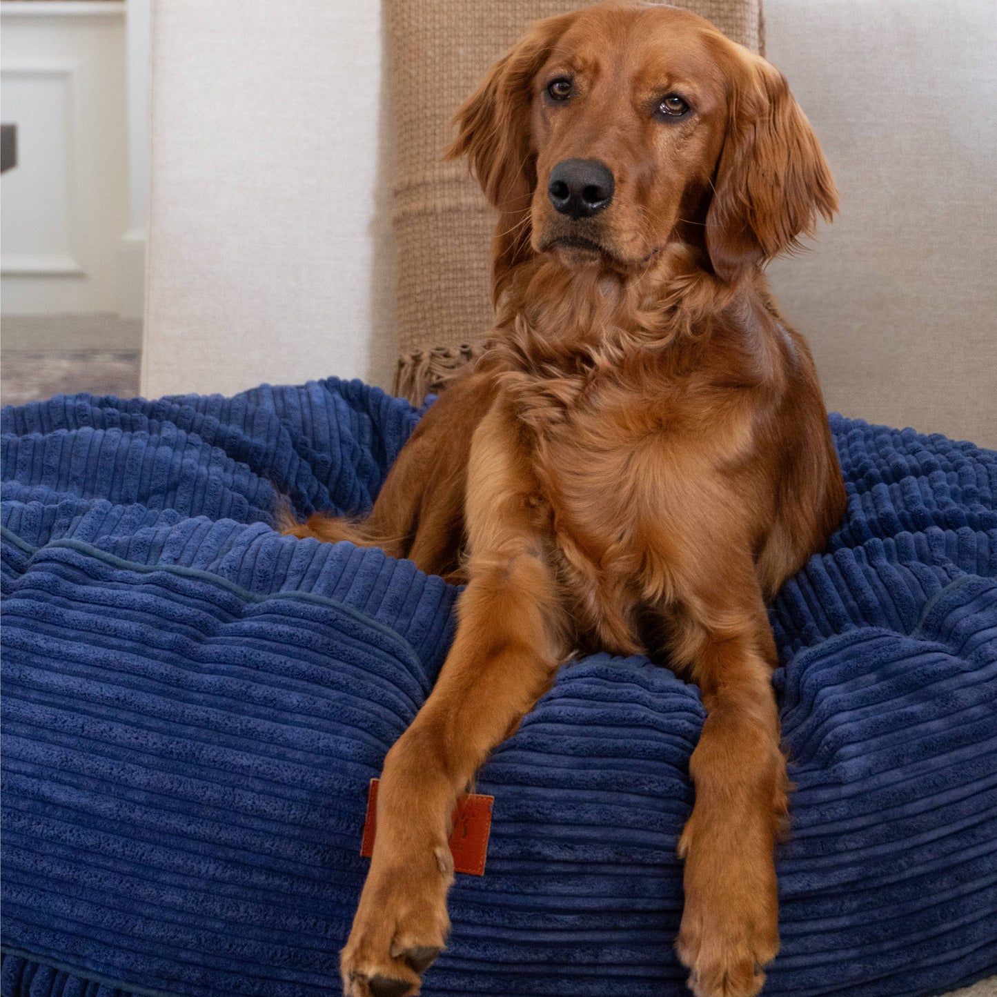 Cordaroy's 40 Inch Forever Dog Beds (Waterproof) - Terry Corduroy