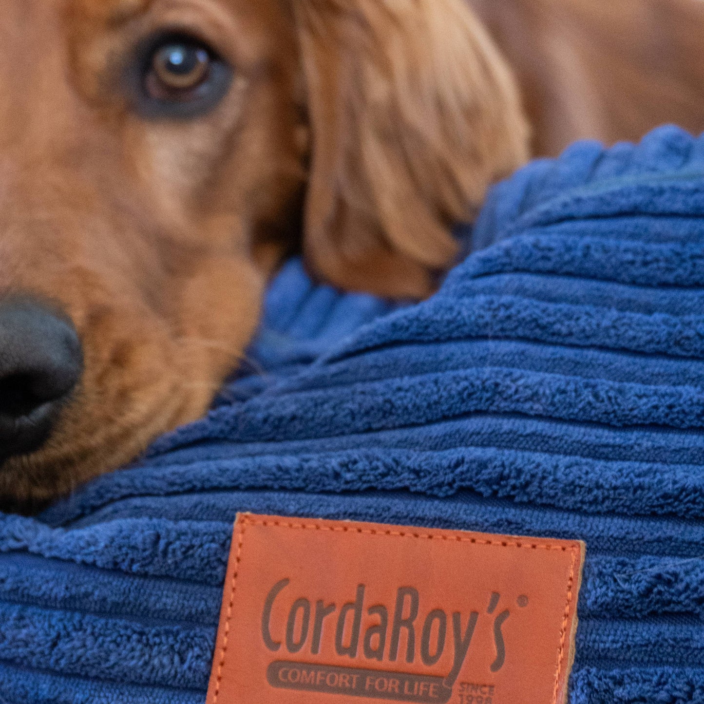 Cordaroy's 40 Inch Forever Dog Beds (Waterproof) - Terry Corduroy