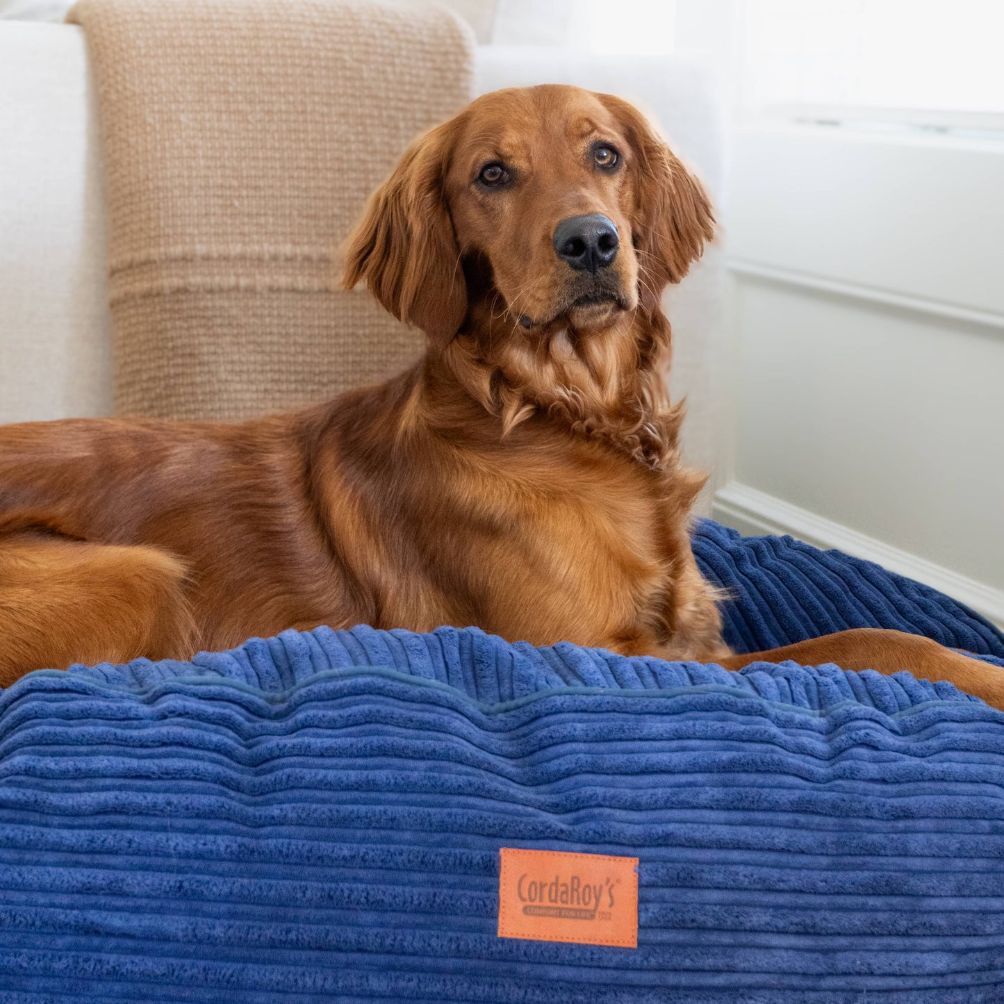 Cordaroy's 40 Inch Forever Dog Beds (Waterproof) - Terry Corduroy