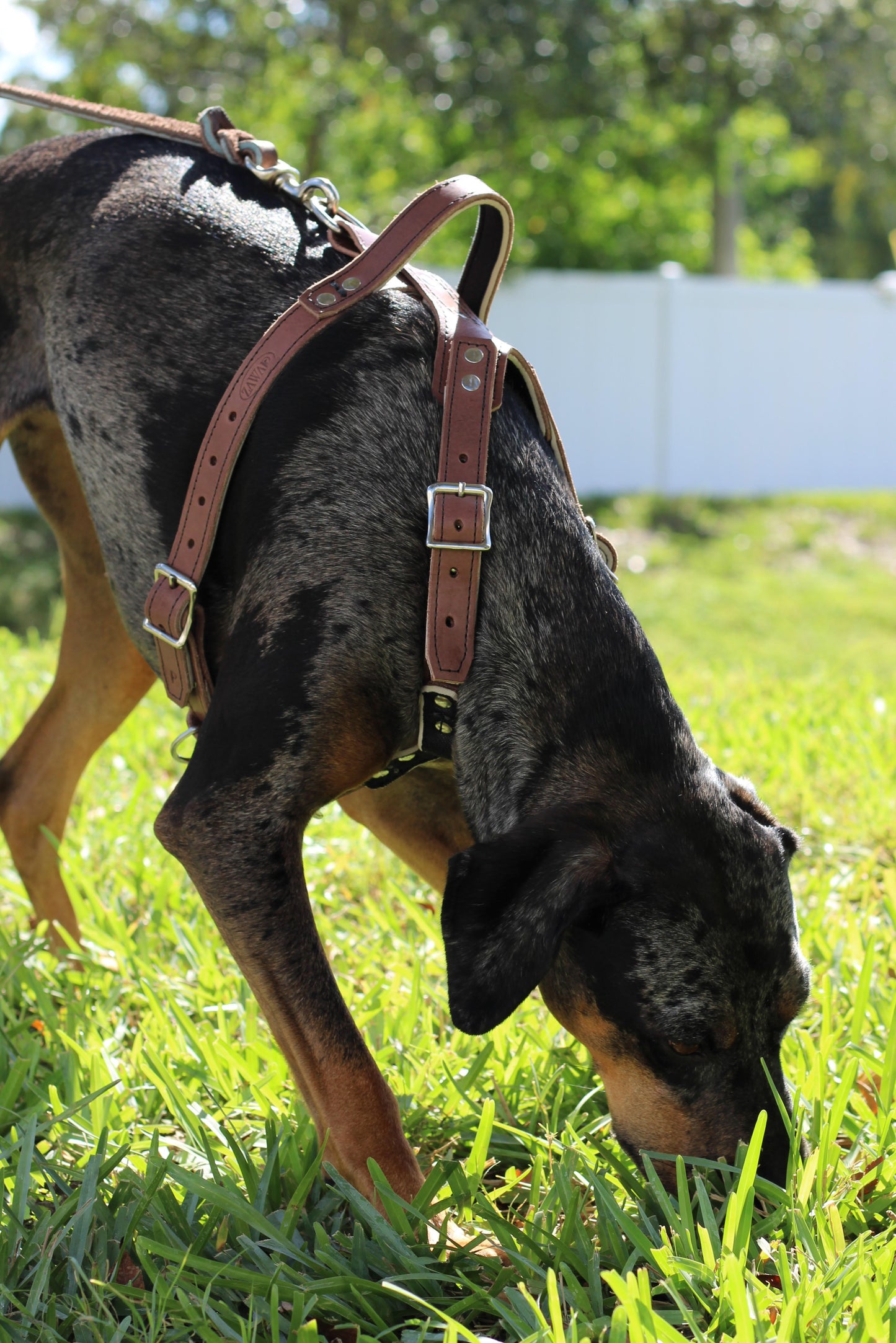 Zawar Genuine Leather Harness