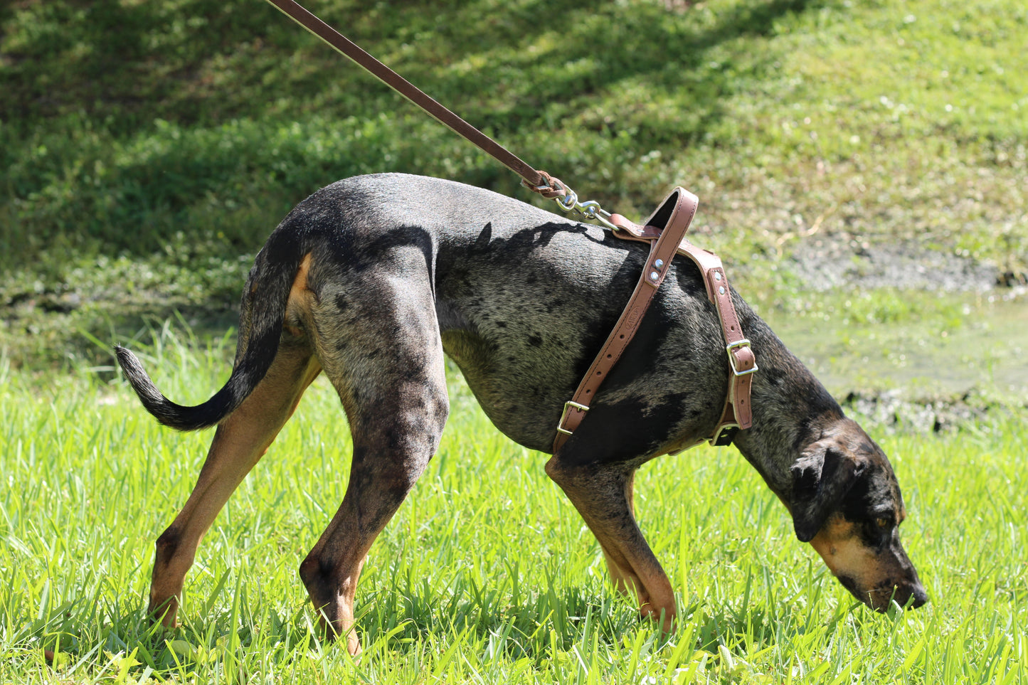 Zawar Genuine Leather Harness