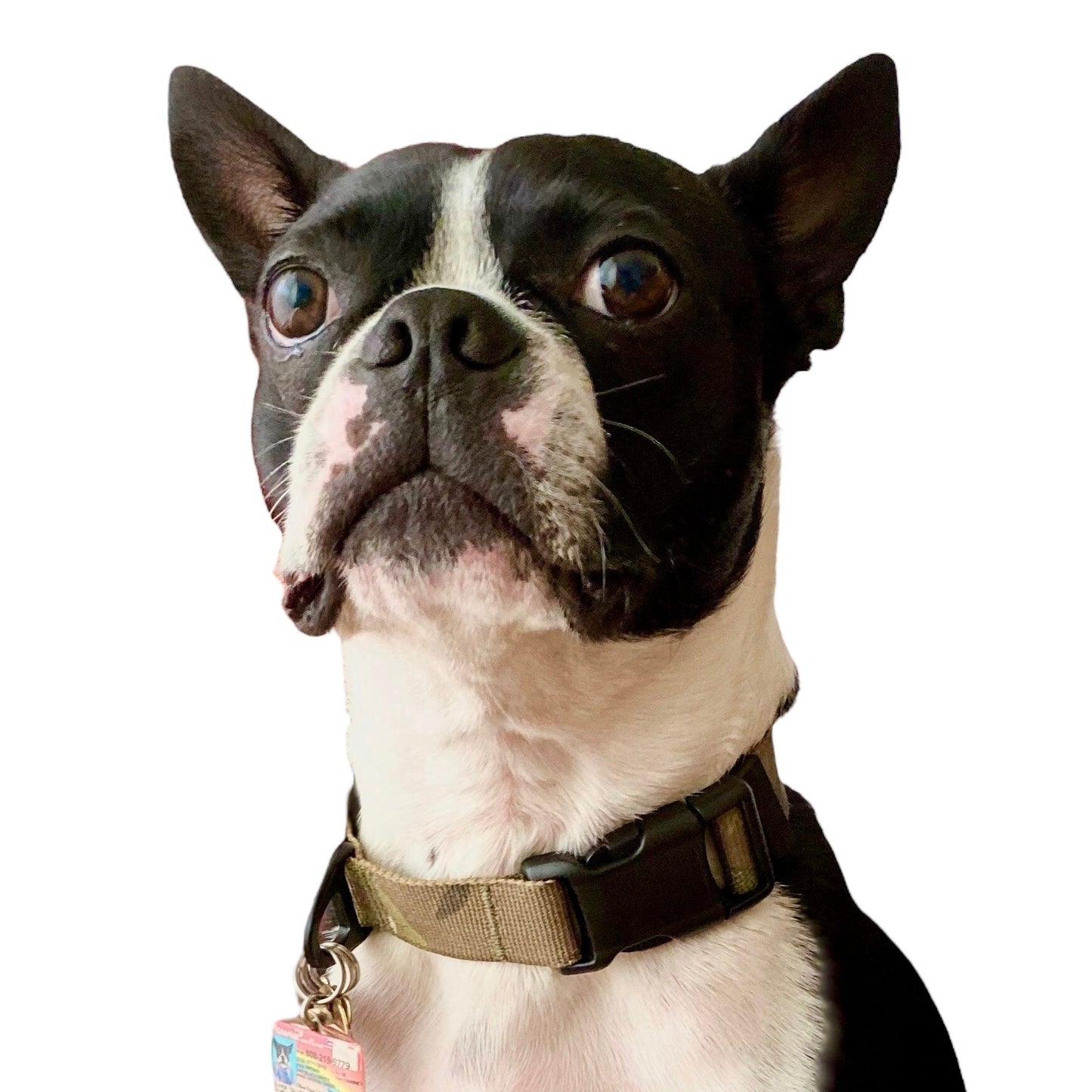 Kiloniner K9R - M2C Lightspeed Collar