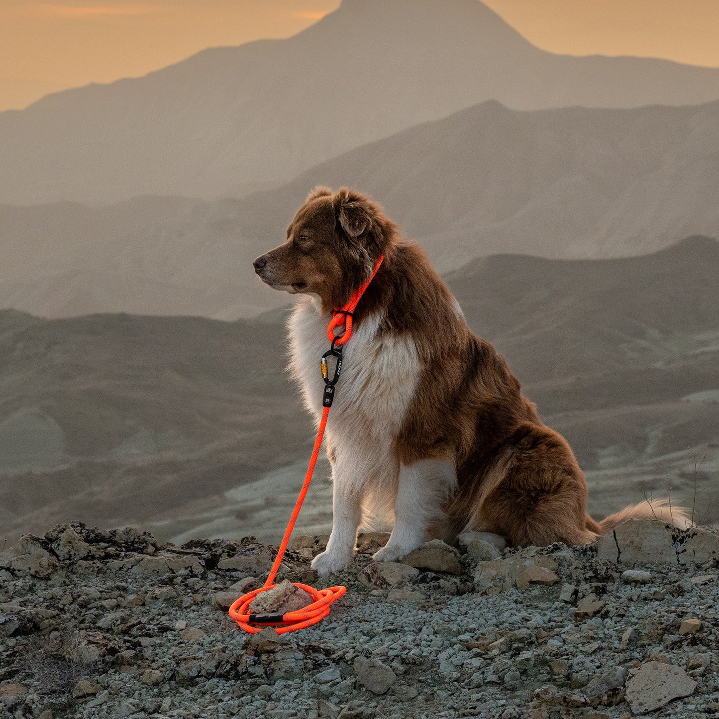 Tuenne Customizable Boulder Hybrid Dog Leash