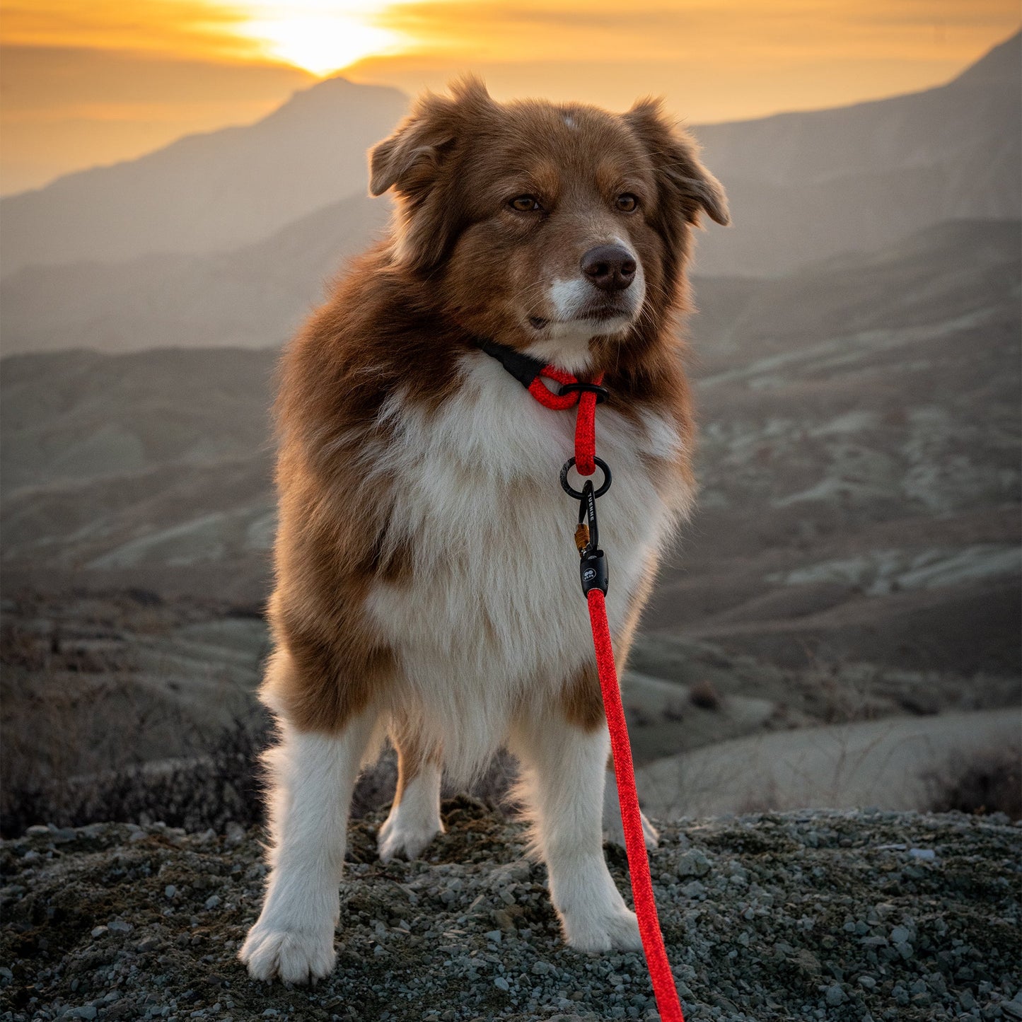 Tuenne Customizable Boulder Hybrid Dog Leash