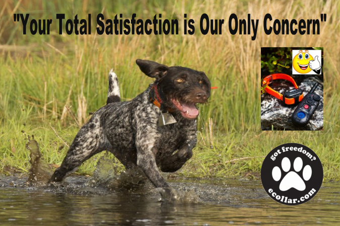 SHORT HAIR POINTER BANNER (IN POND) 4X6