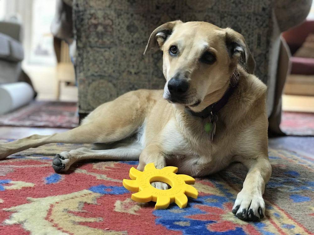 ID Circular Saw Blade Ultra Durable Nylon Dog Chew Toy
