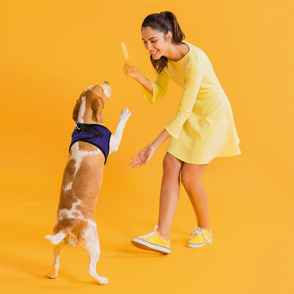 York Mesh Dog Harness