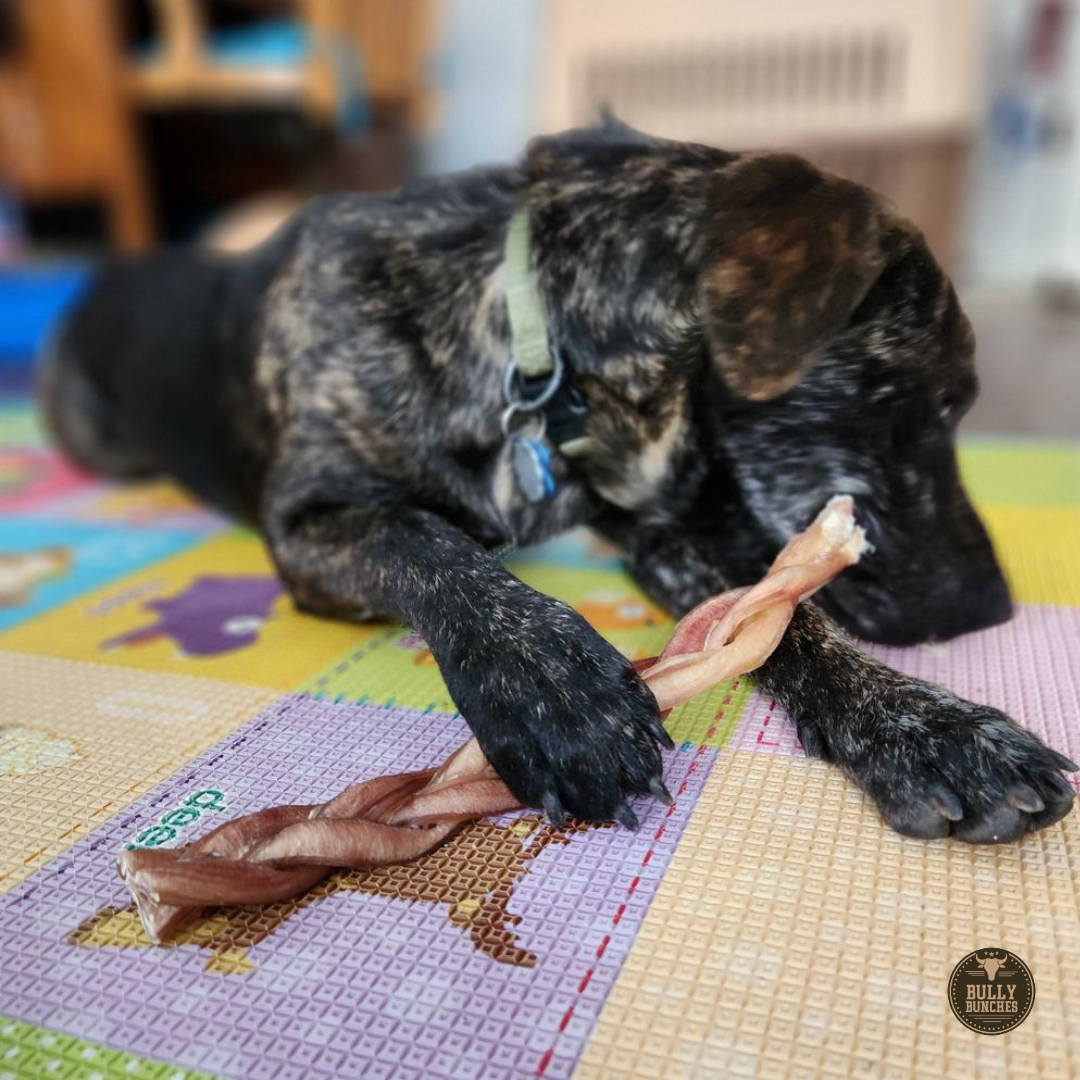 Bully Bunches 12 Inch Standard Braided Bully Stick