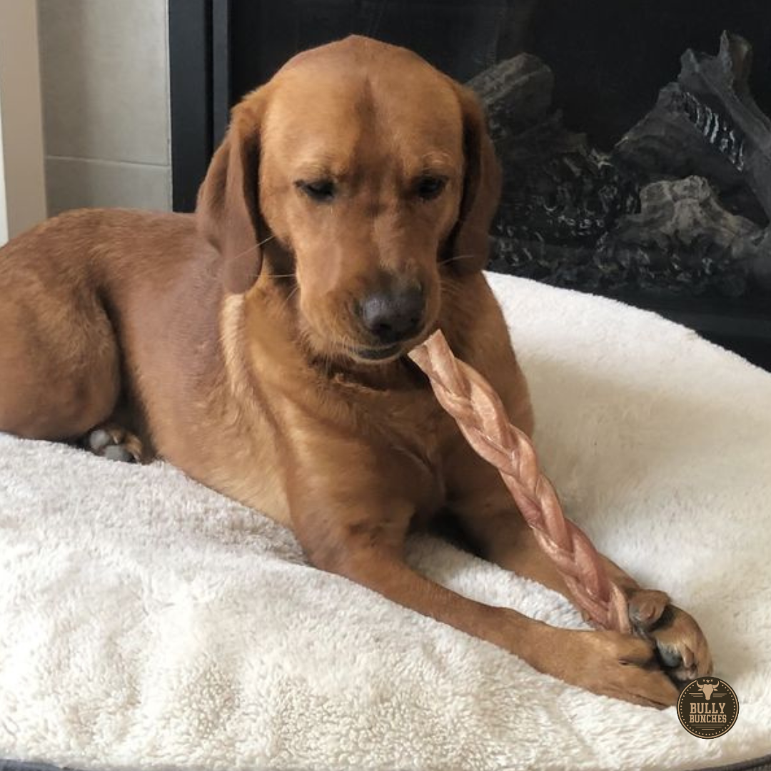 Bully Bunches 12 Inch Thick Braided Bully Stick