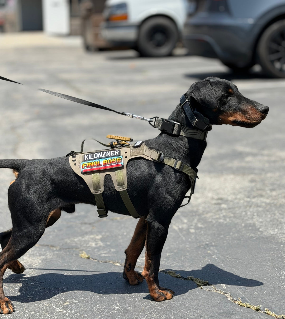 K9R - D5 MOLLE Light Harness