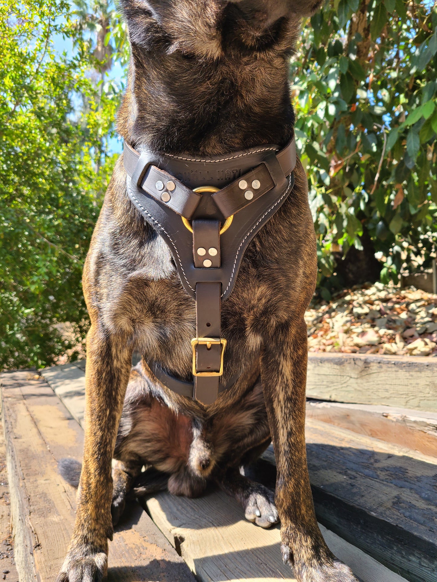 SKÖLLHATI DARK LEATHER AGITATION HARNESS