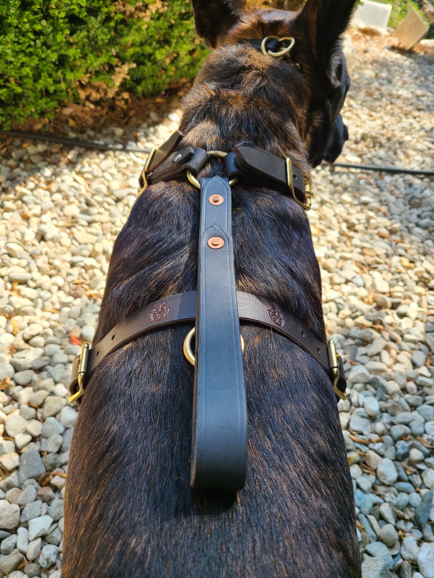 SKÖLLHATI DARK LEATHER AGITATION HARNESS