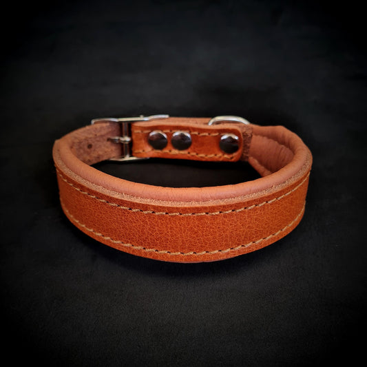 Clean Puppy Collar
