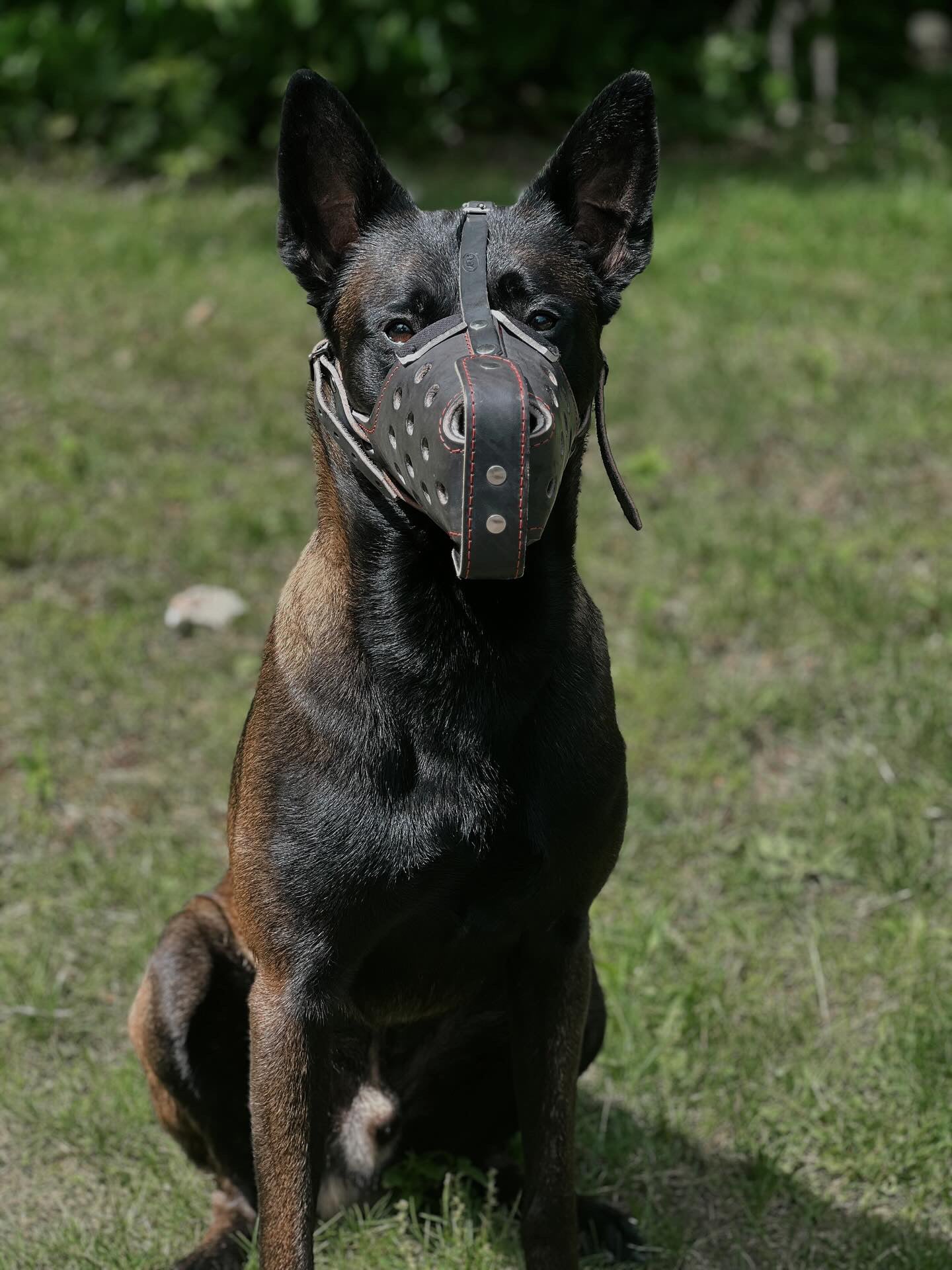 German Shepherd Genuine Leather Immobilization Muzzle