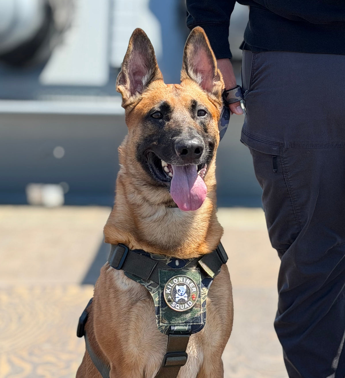 DOG & CROSSBONES JUNGLE Morale Patch
