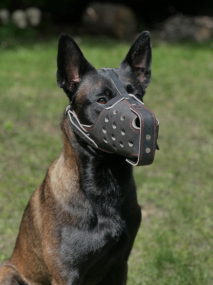 Belgian Malinois FEMALE Genuine Leather Immobilization Muzzle