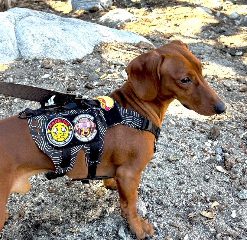 K9R - D5 MOLLE Light Harness