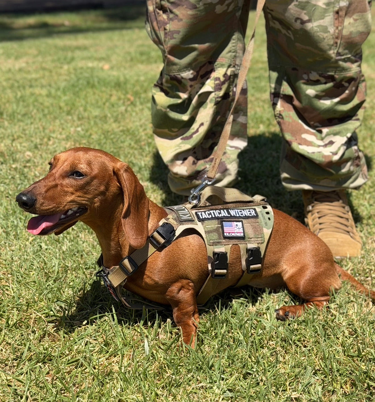 K9R - D5 MOLLE Light Harness