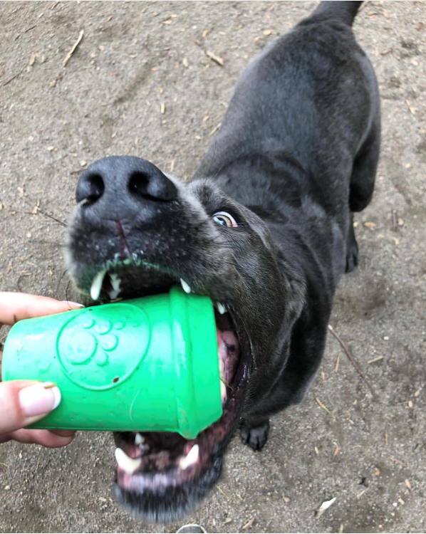 Coffee Cup eDispener Durable Rubber Chew Toy and Treat Dispenser