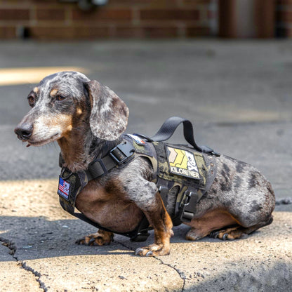 K9R - D5 MOLLE Light Harness