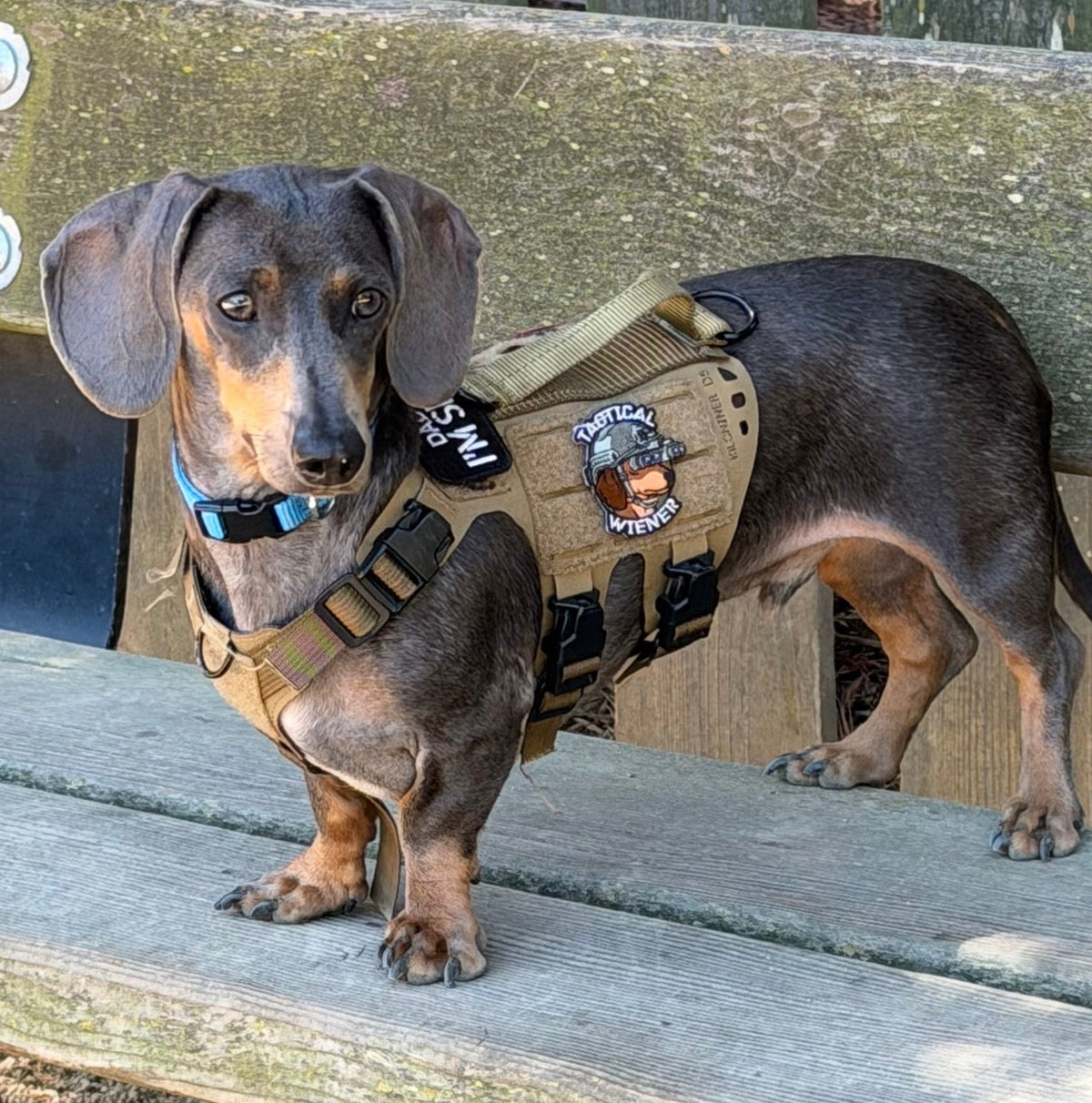 K9R - D5 MOLLE Light Harness