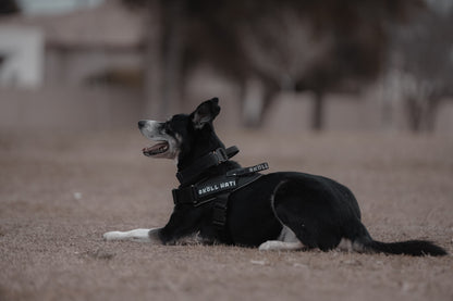 SKÖLLHATI NYLON "FORSETI" HARNESS