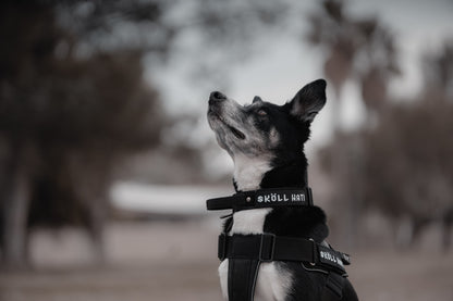 SKÖLLHATI NYLON ID COLLAR WITH COBRA BUCKLE