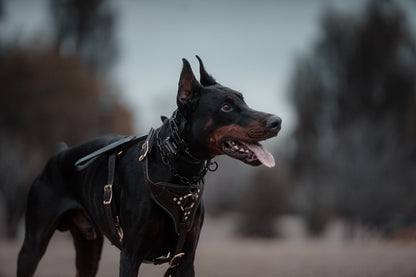 SKÖLLHATI DARK LEATHER AGITATION HARNESS