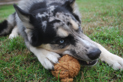 Jack's Premium Coconut Husk Toys