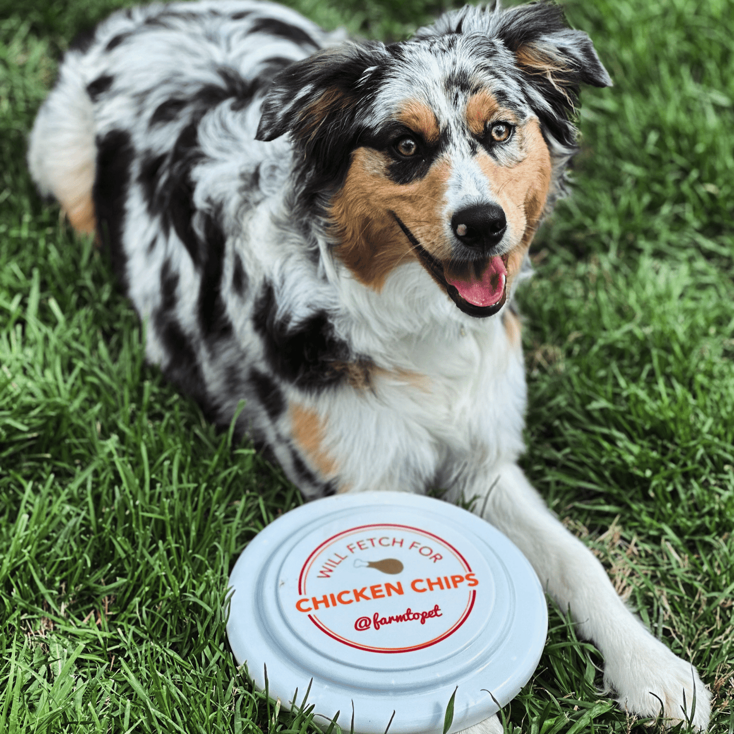 Farm to Pet Will Fetch for Chicken Chips Dog Frisbee