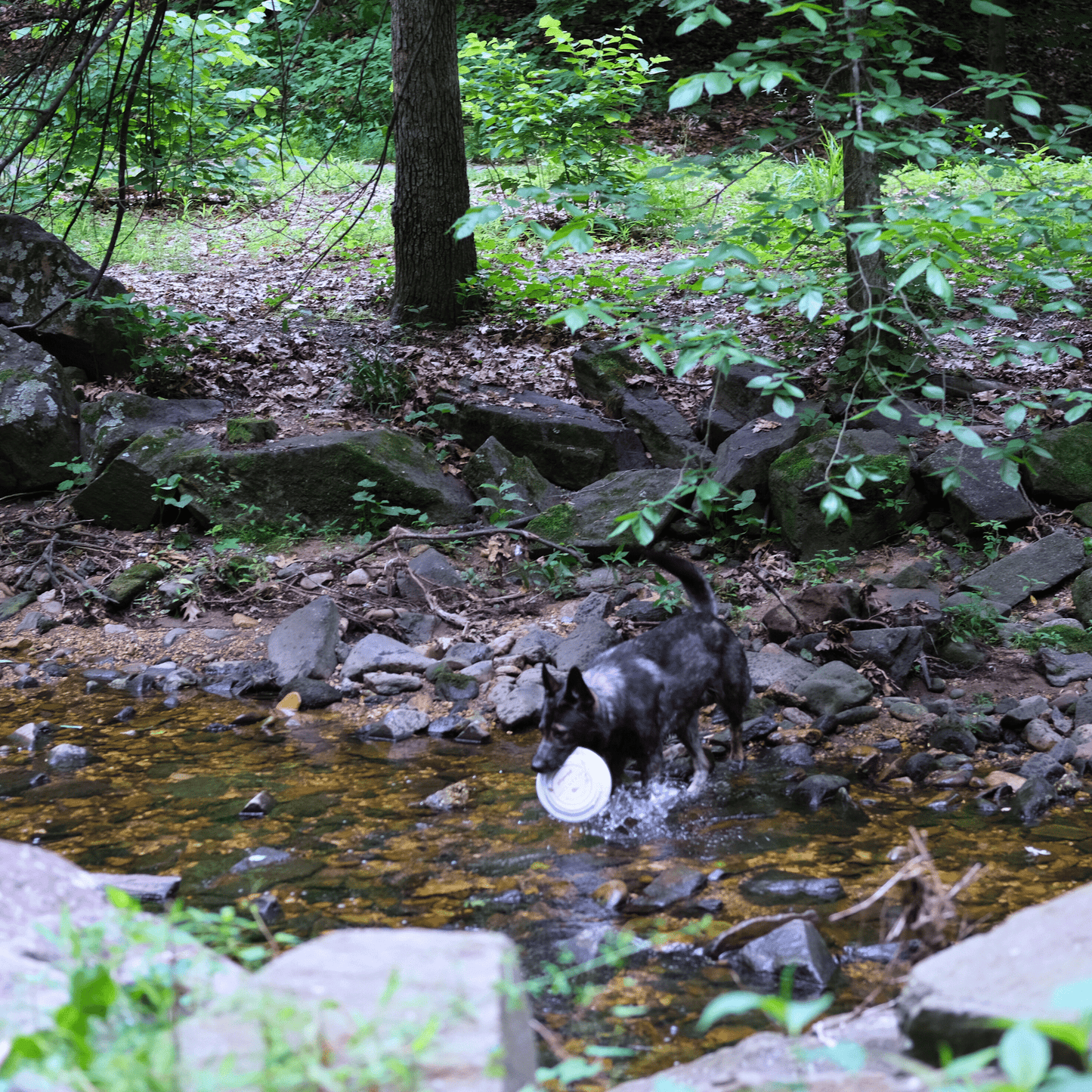 Farm to Pet Will Fetch for Chicken Chips Dog Frisbee
