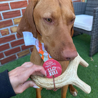 Farm to Pet Deer Antlers for Dogs
