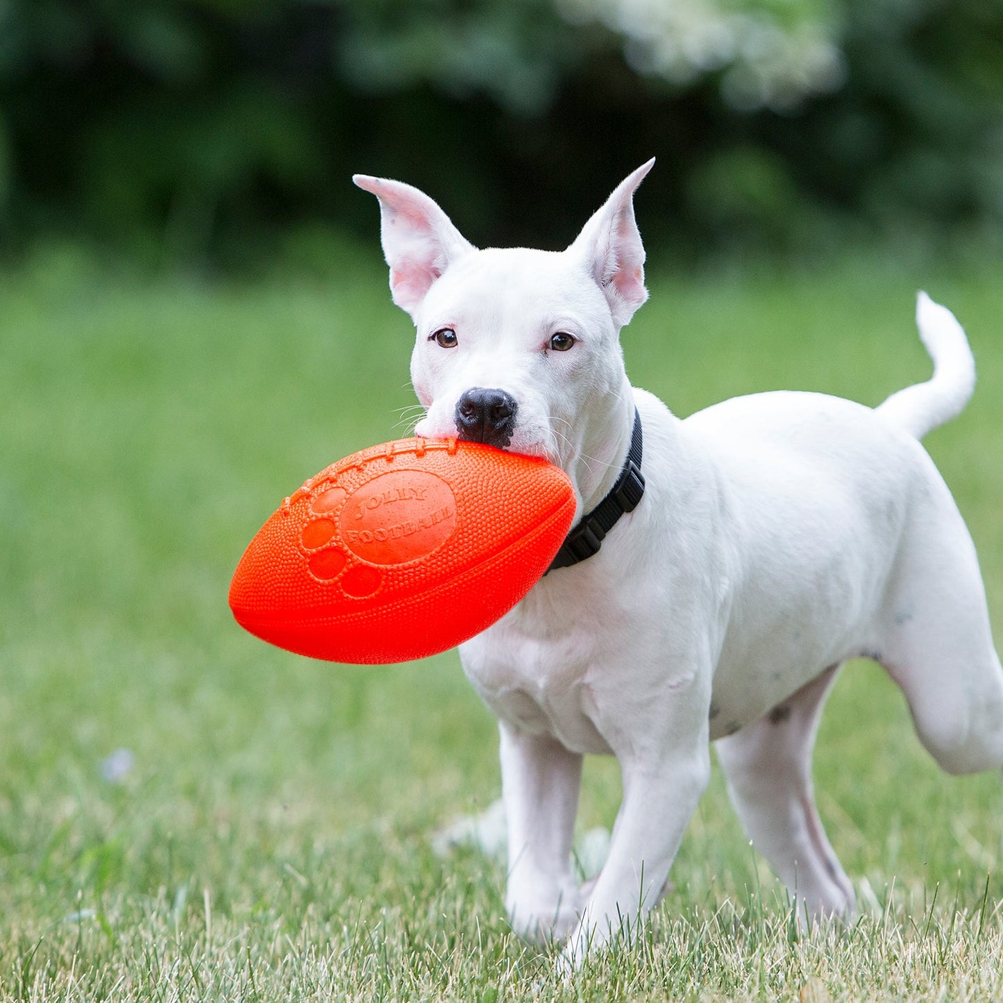 Jolly Pets Jolly Football