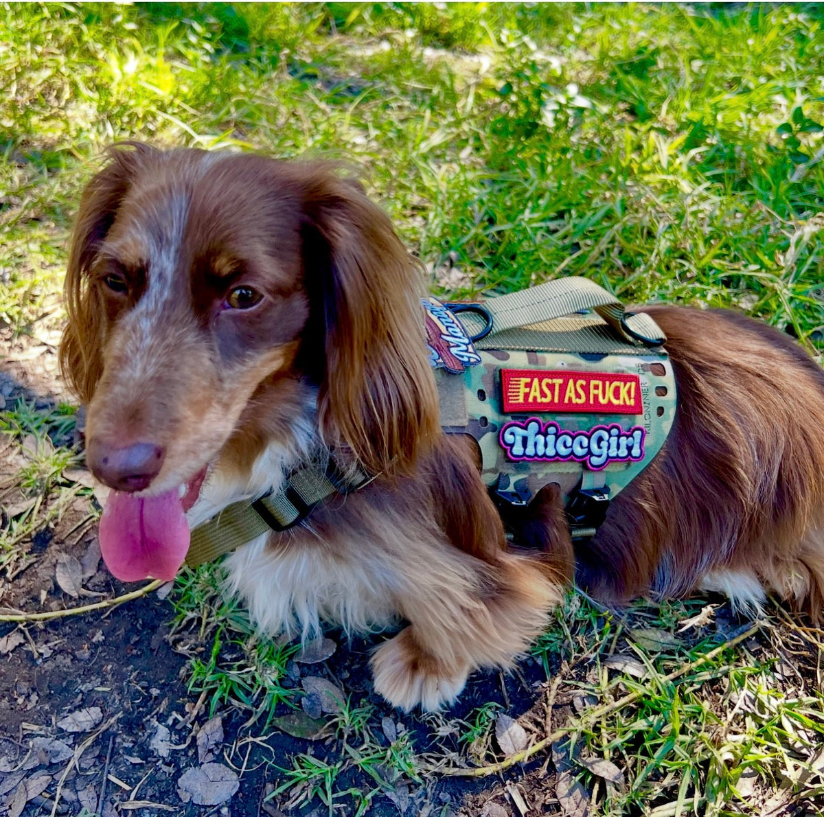 K9R - D5 MOLLE Light Harness