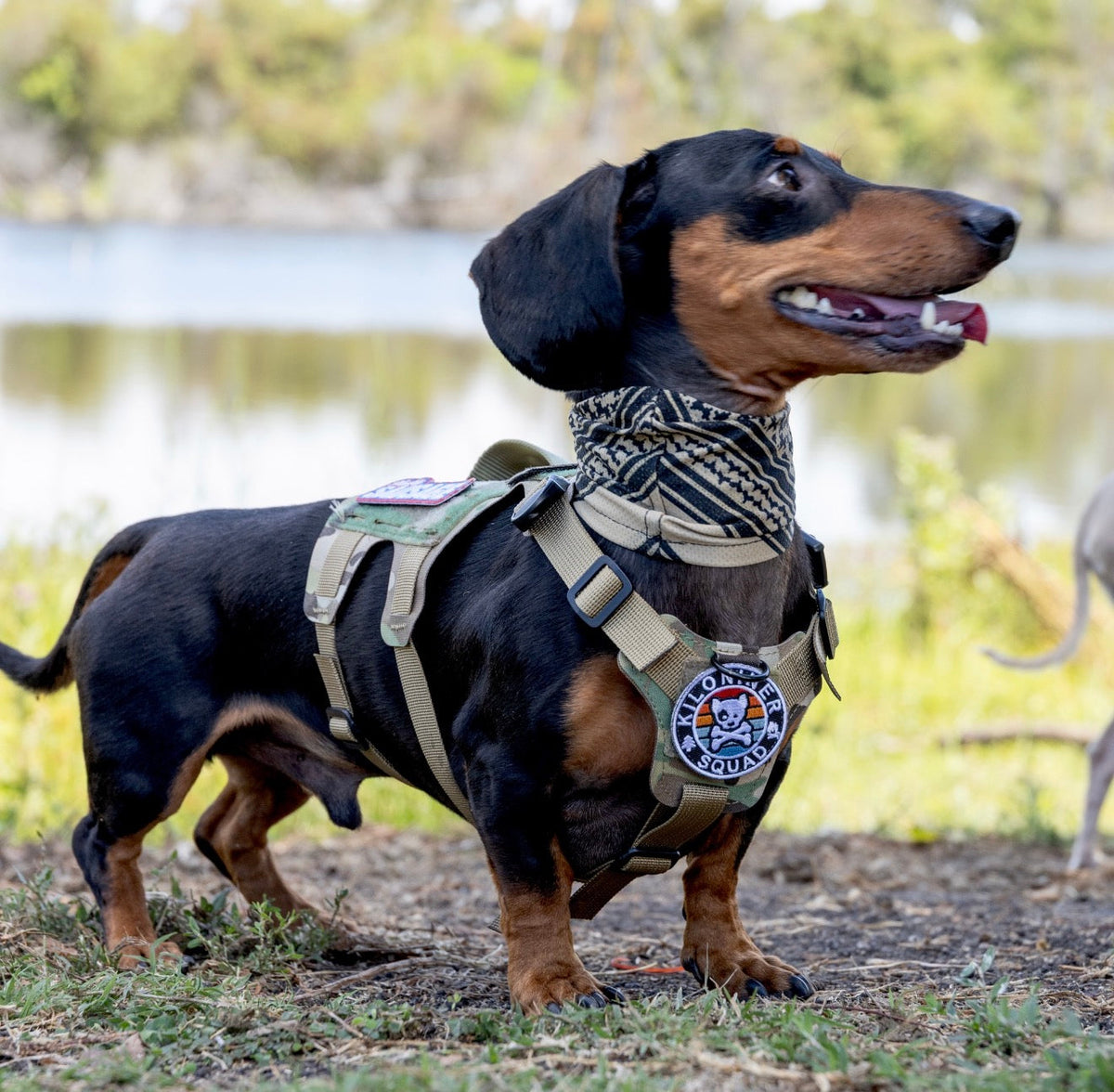 K9R - D5 MOLLE Light Harness